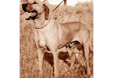 Simba Of Bo Kama.jpg